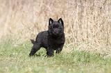 SCHIPPERKE 371